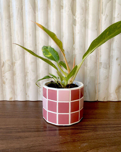 Philodendron Ring Of Fire - H:35cm, ø 14cm BelemBouture