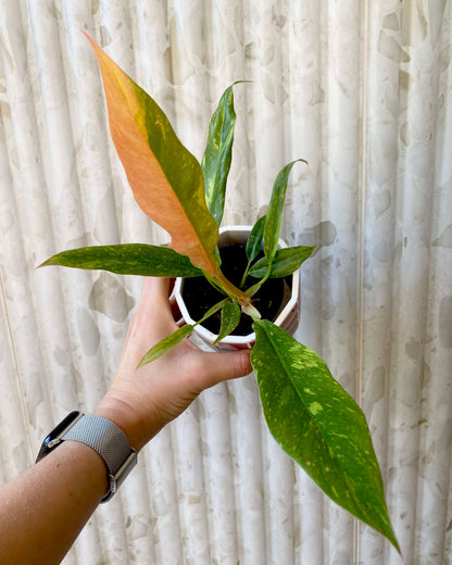 Philodendron Ring Of Fire - H:35cm, ø 14cm BelemBouture