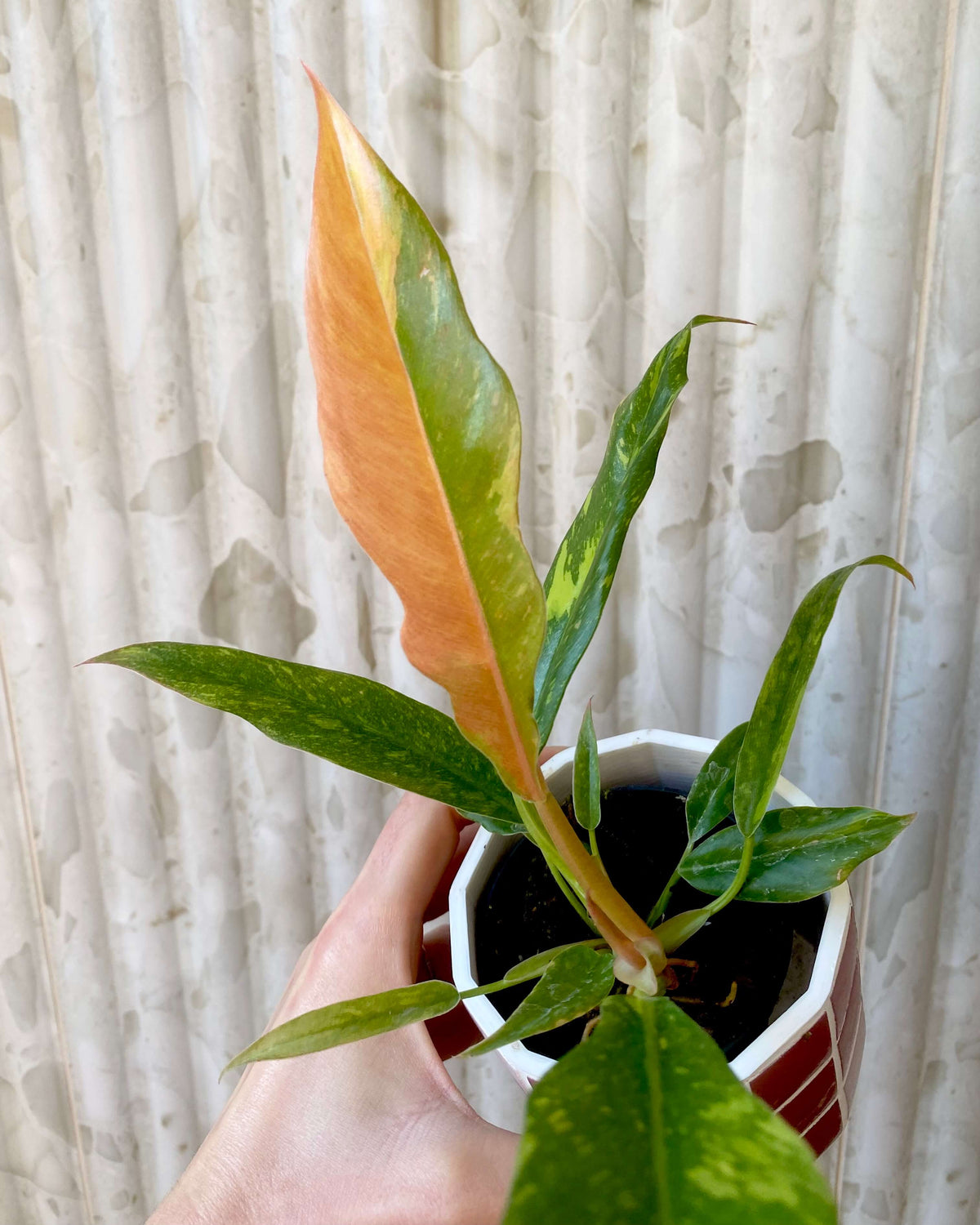 Philodendron Ring Of Fire - H:35cm, ø 14cm BelemBouture