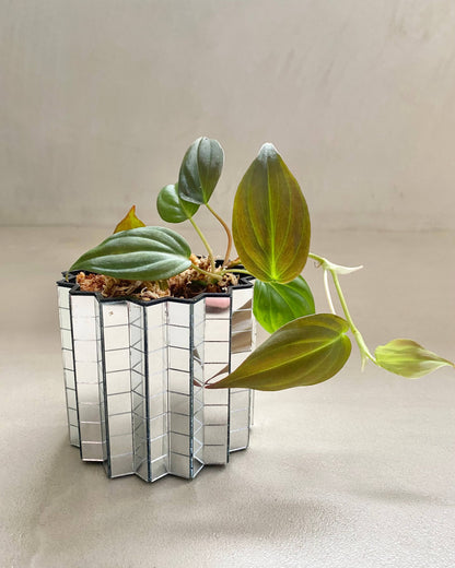 Bouture Philodendron Scandens Micans BelemBouture