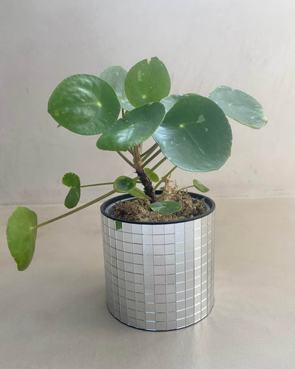Pilea White Splash BelemBouture