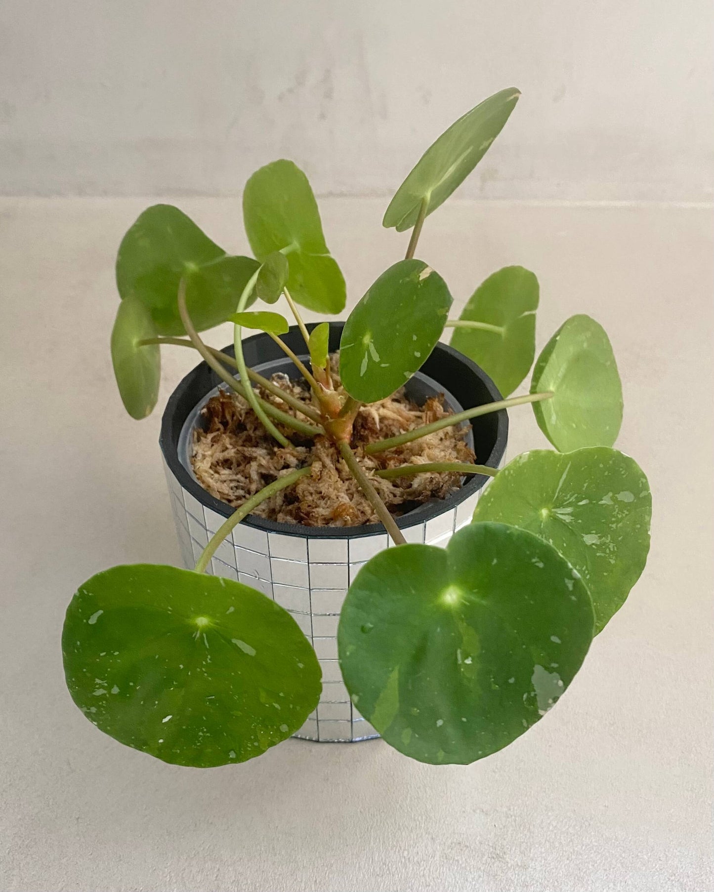Pilea White Splash BelemBouture