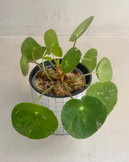 Pilea White Splash BelemBouture