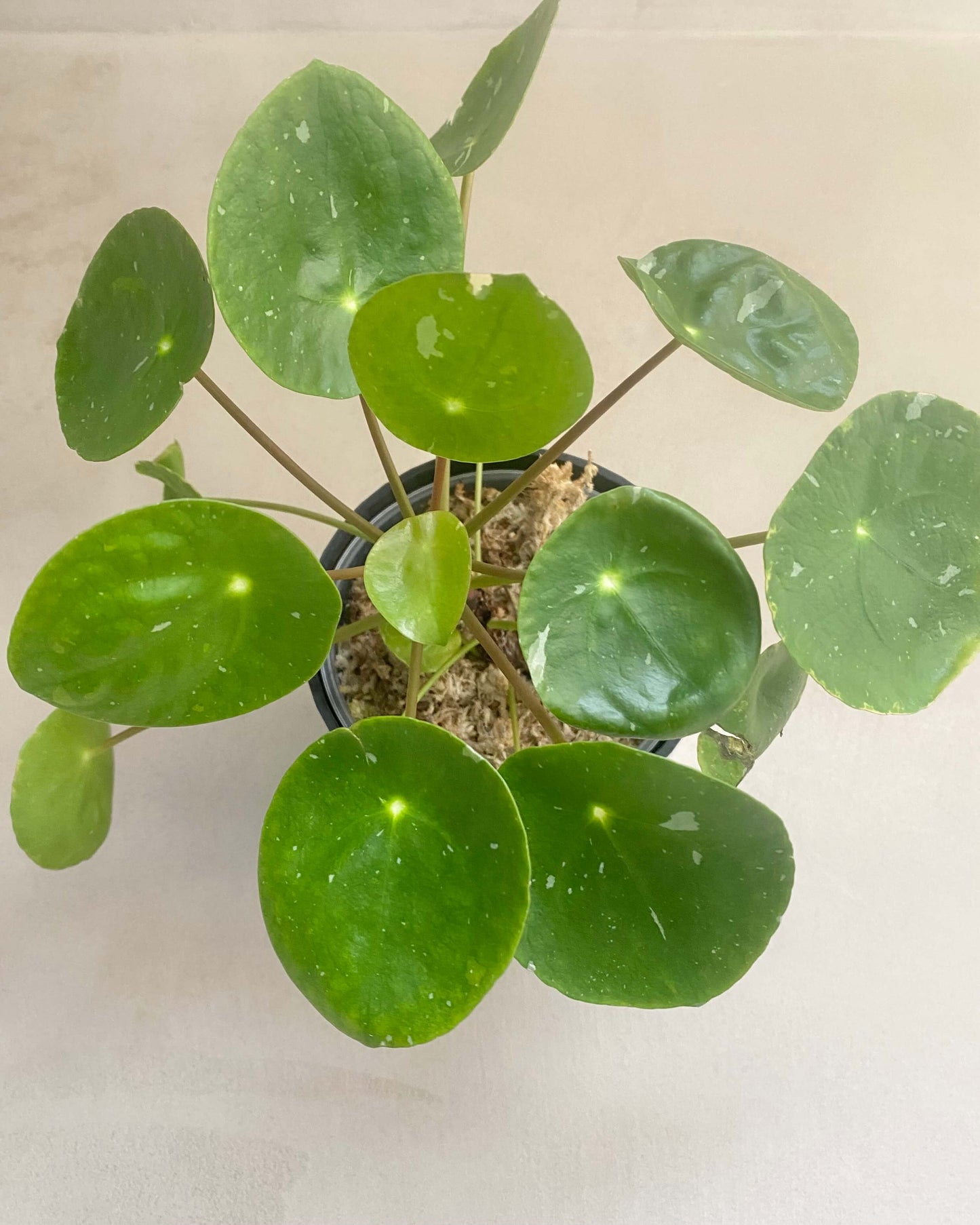 Pilea White Splash BelemBouture