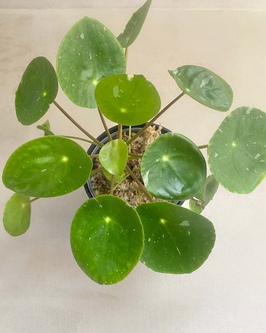 Pilea White Splash BelemBouture