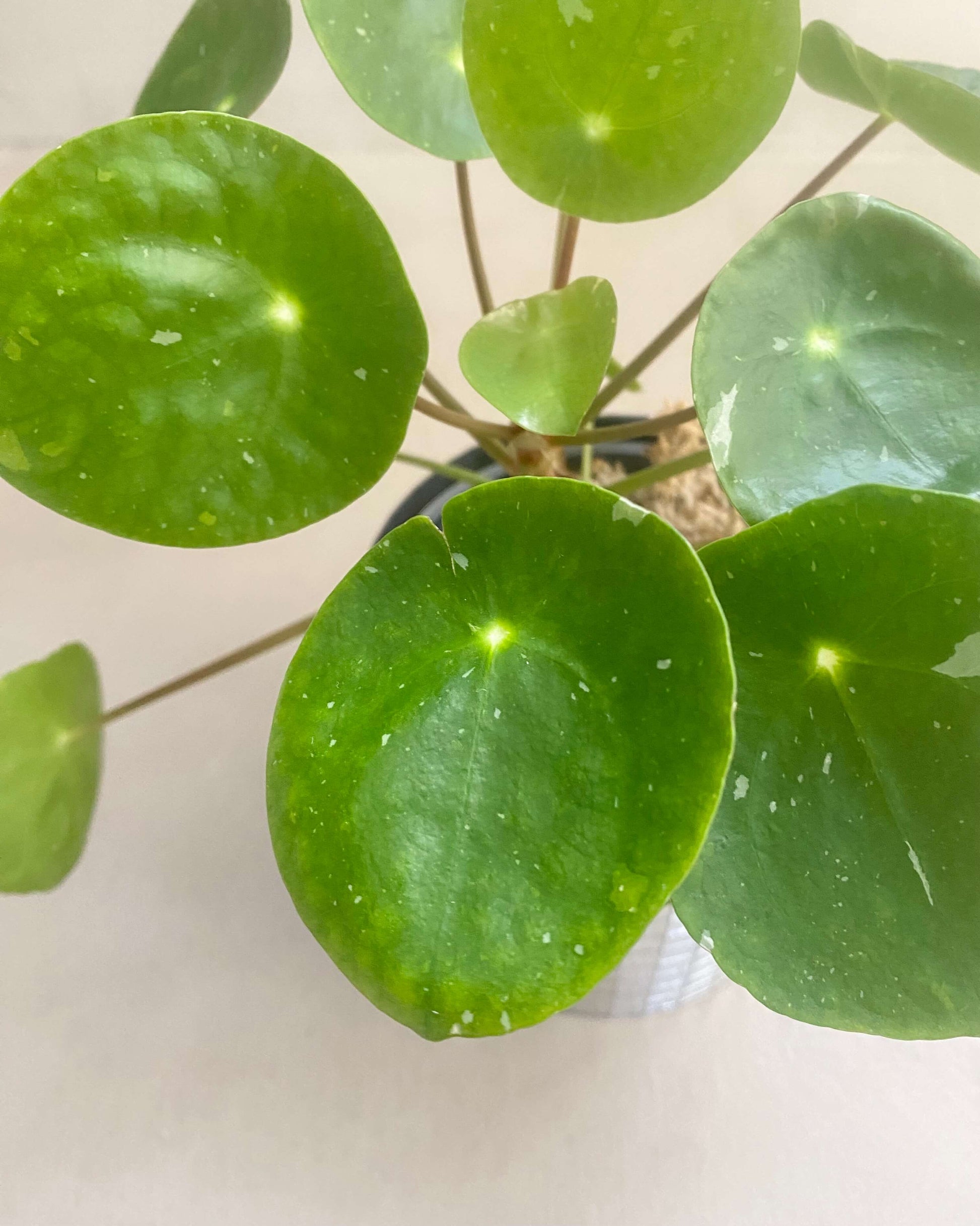 Pilea White Splash BelemBouture