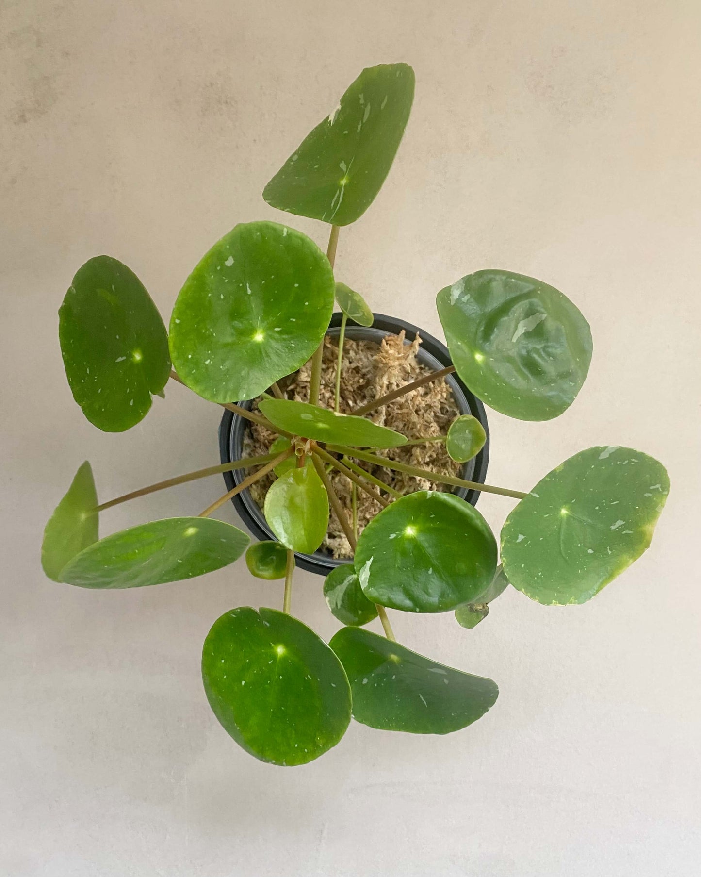 Pilea White Splash BelemBouture
