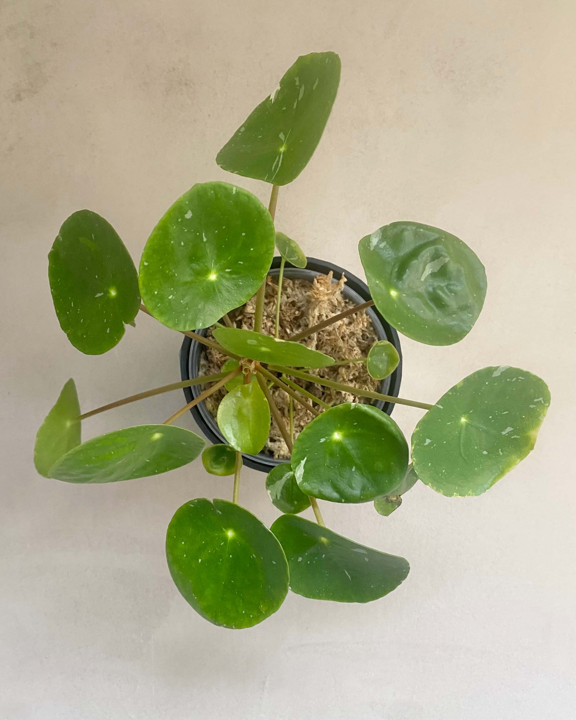 Pilea White Splash BelemBouture