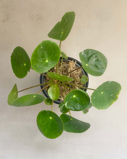 Pilea White Splash BelemBouture