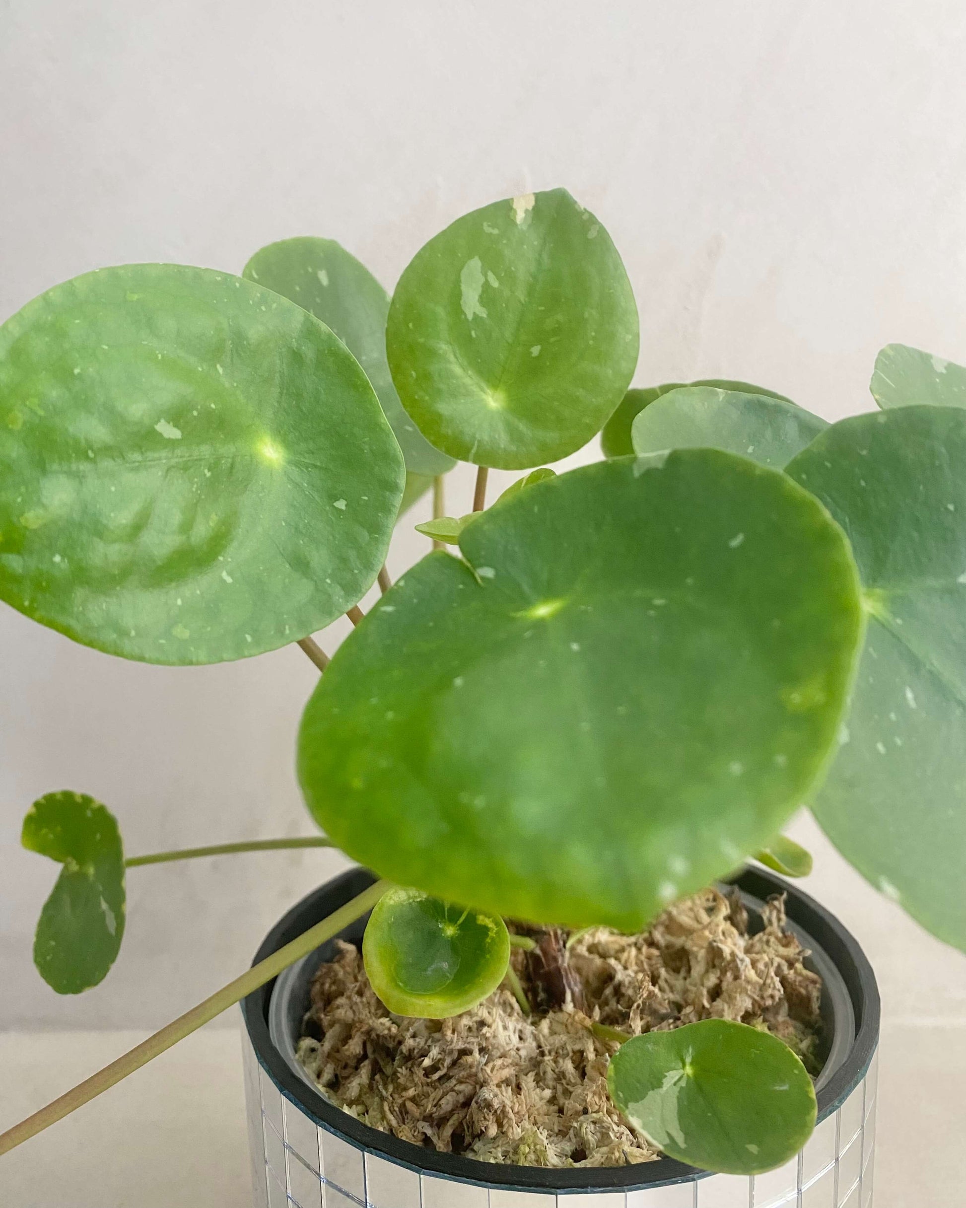 Pilea White Splash BelemBouture