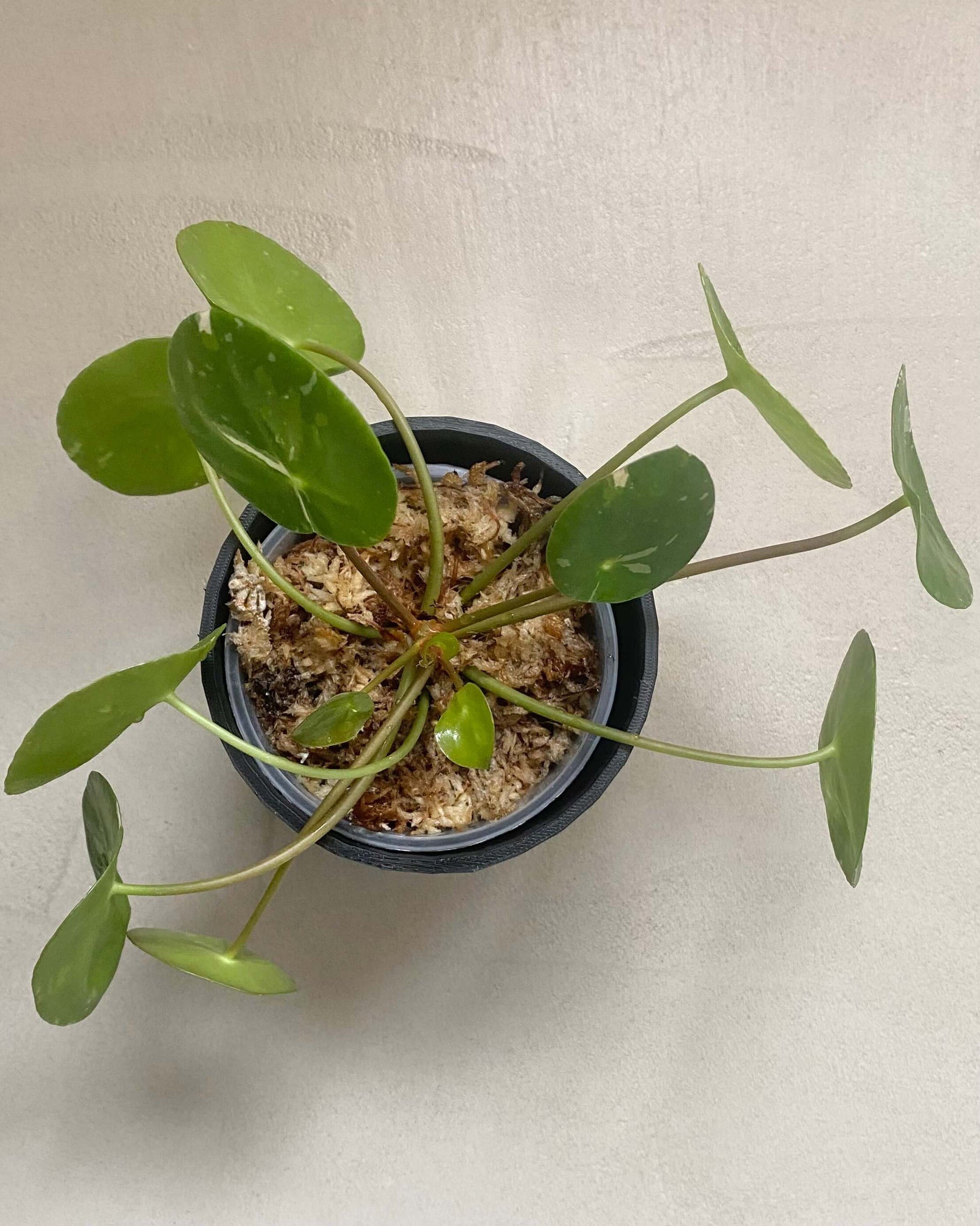 Pilea White Splash BelemBouture