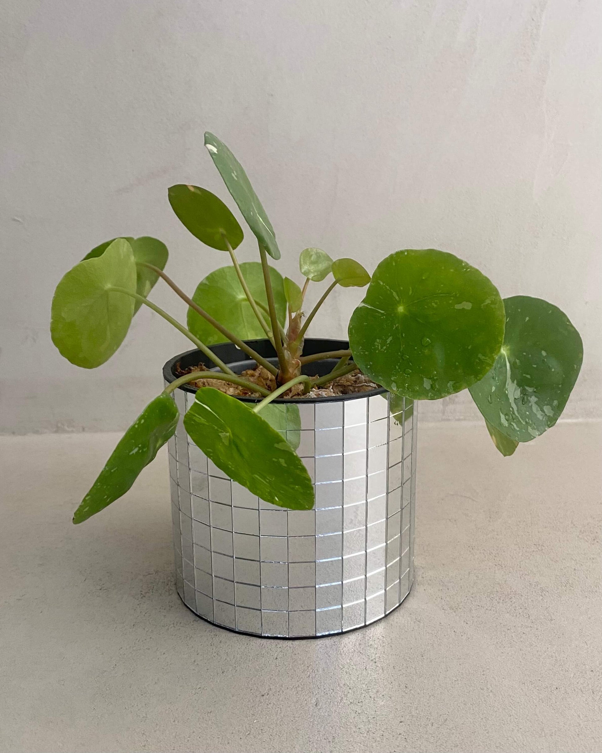Pilea White Splash BelemBouture