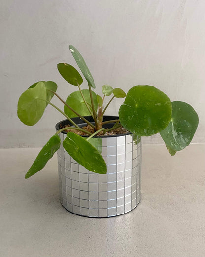 Pilea White Splash BelemBouture