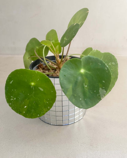 Pilea White Splash BelemBouture