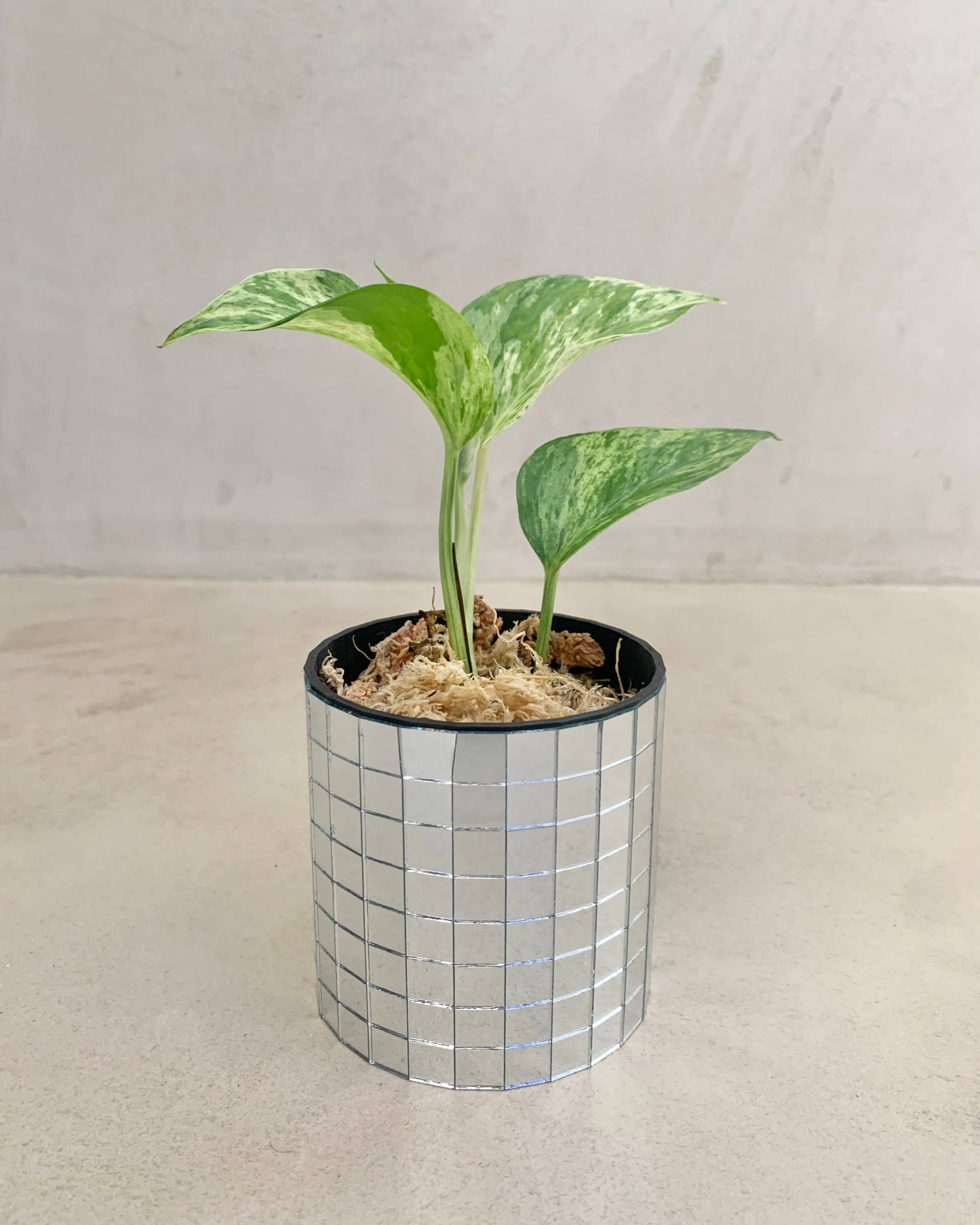 Pothos Marble Queen - H:16cm, ø 9cm BelemBouture