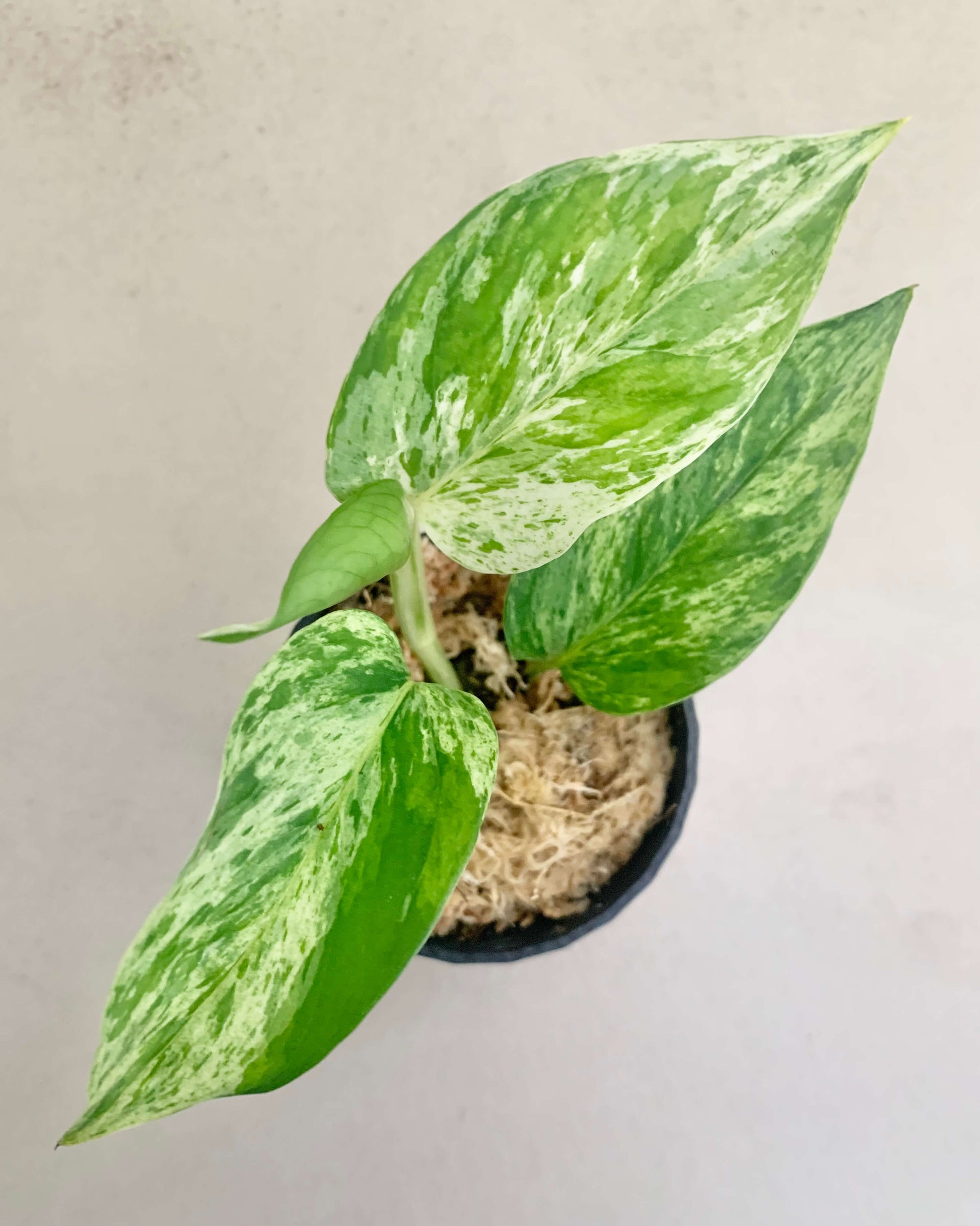 bouture de pothos Pothos Marble Queen - H:16cm, ø 9cm