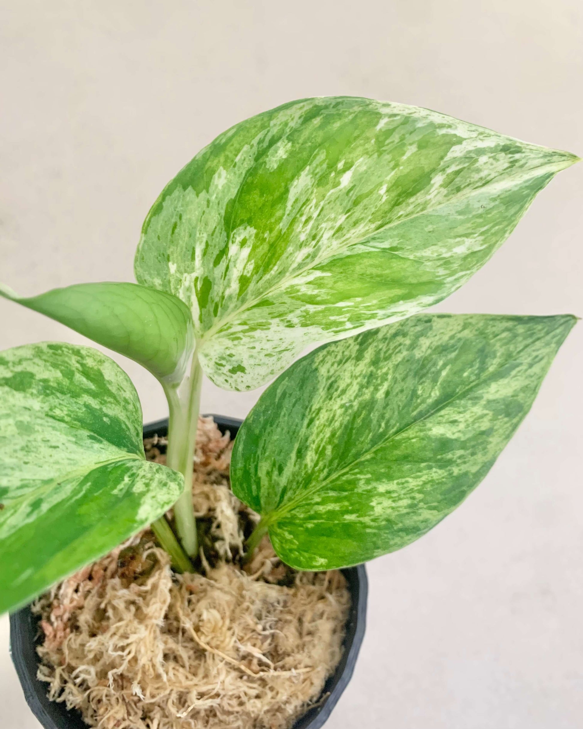 Pothos Marble Queen - H:16cm, ø 9cm BelemBouture