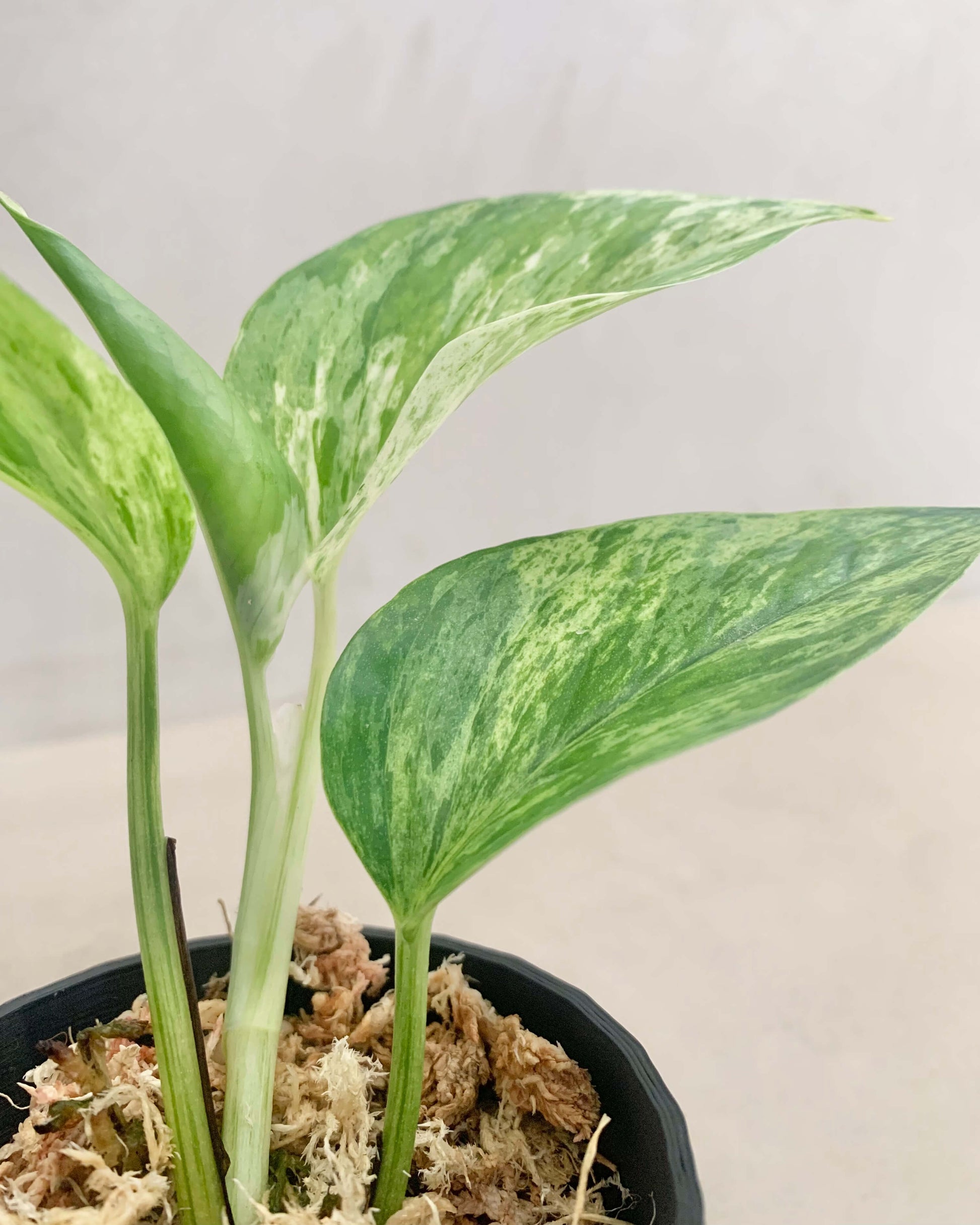 Pothos Marble Queen - H:16cm, ø 9cm BelemBouture