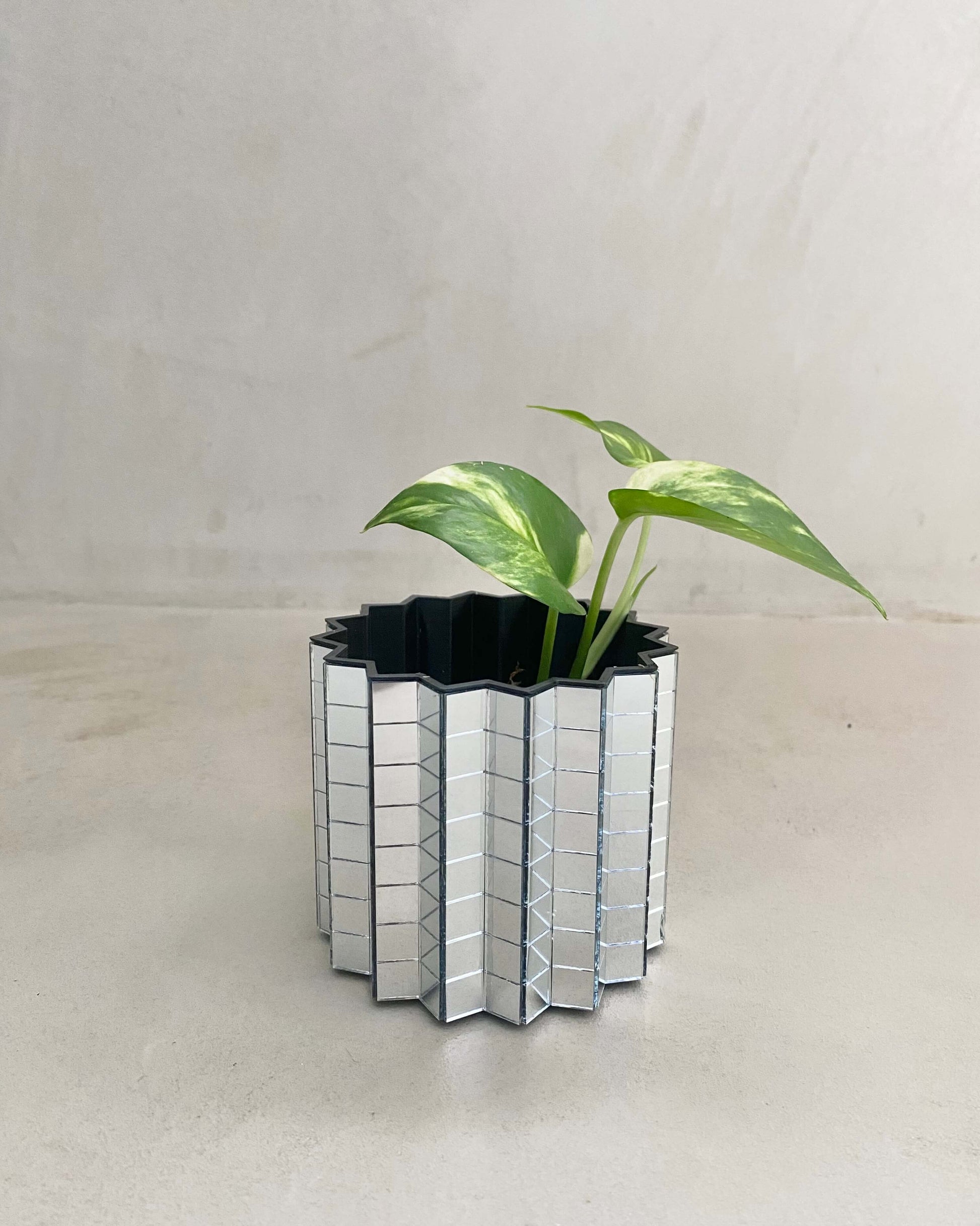 pothos bouture Pothos Golden