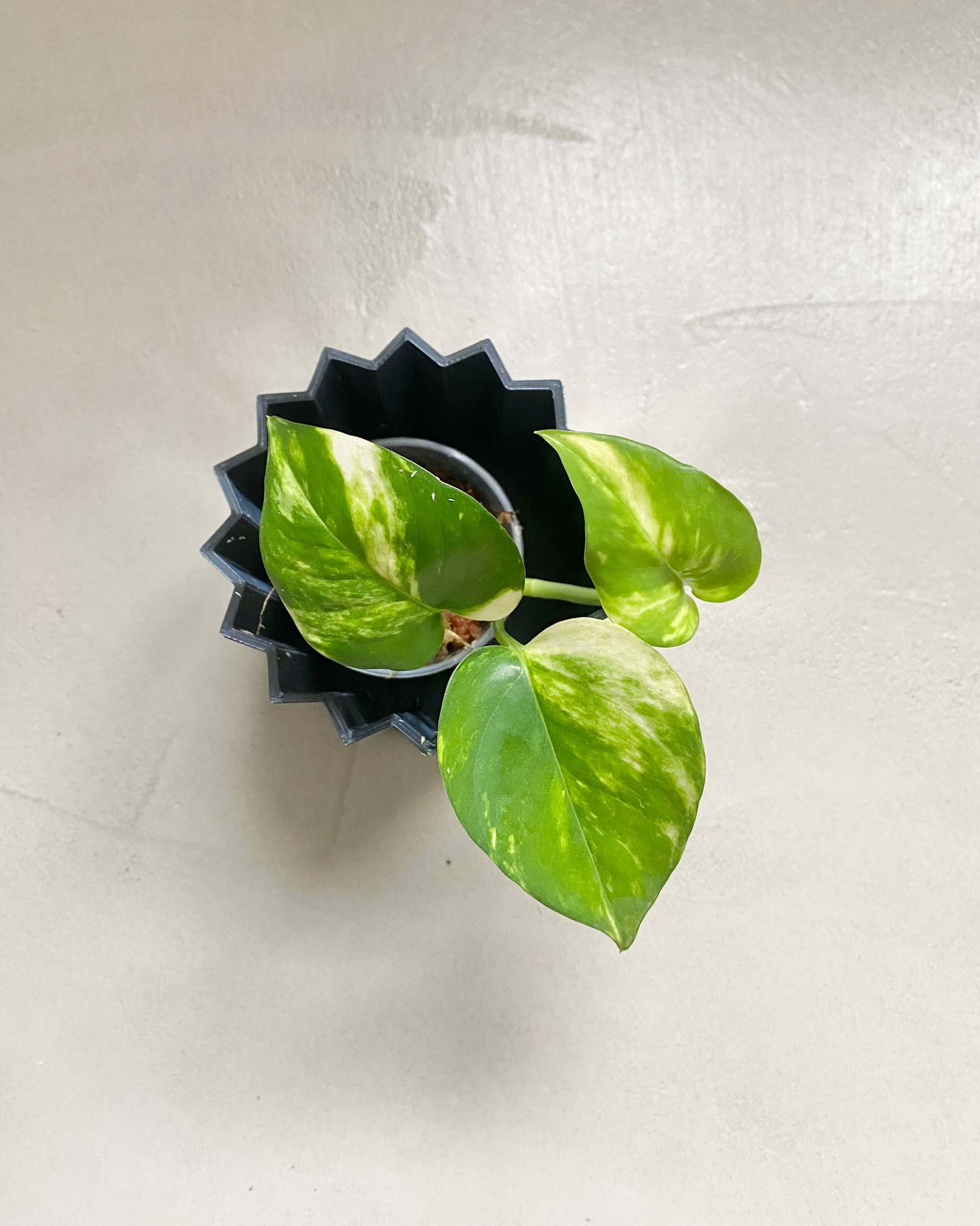 bouture pothos Pothos Golden