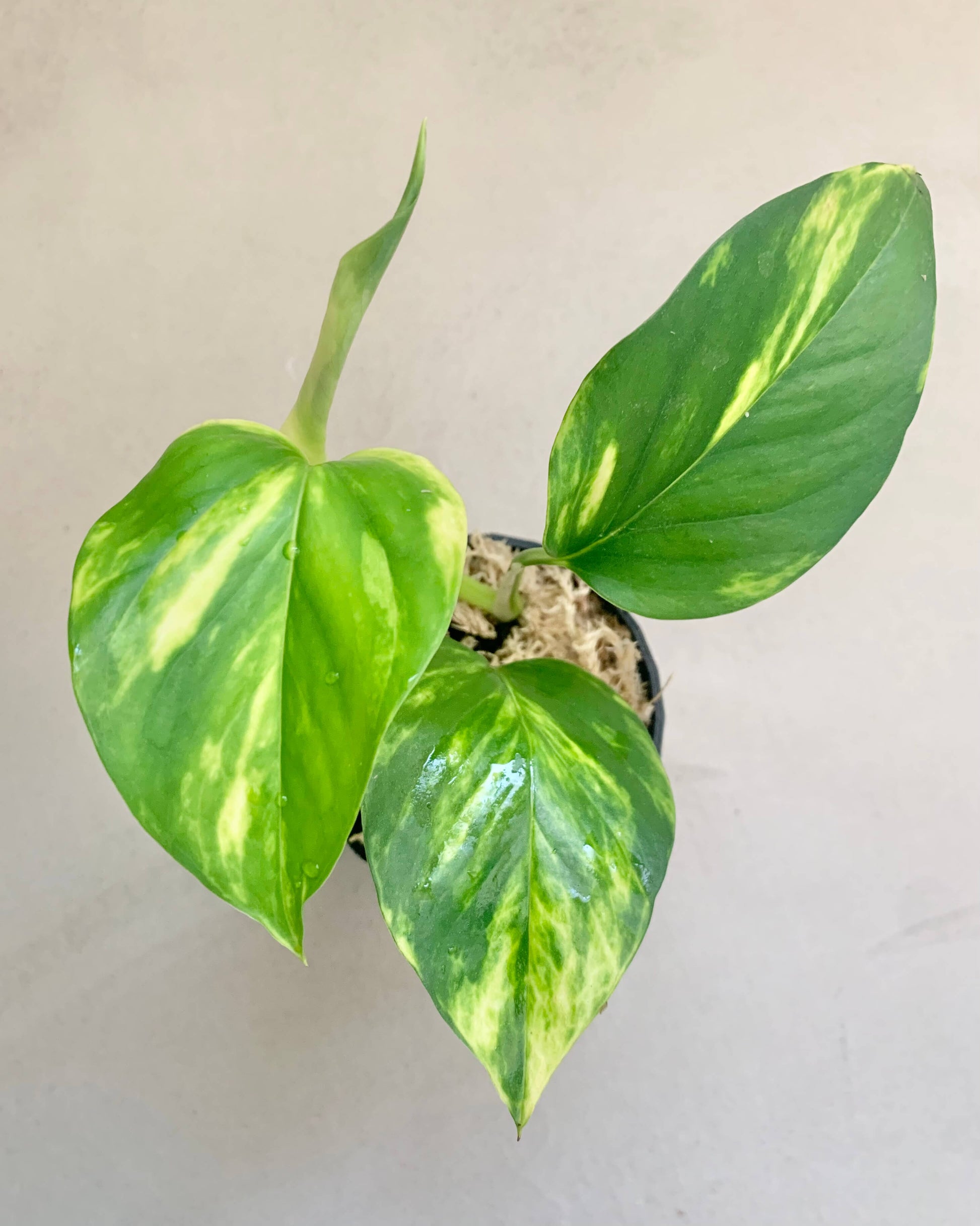 Bouture Pothos Golden - BelemBouture