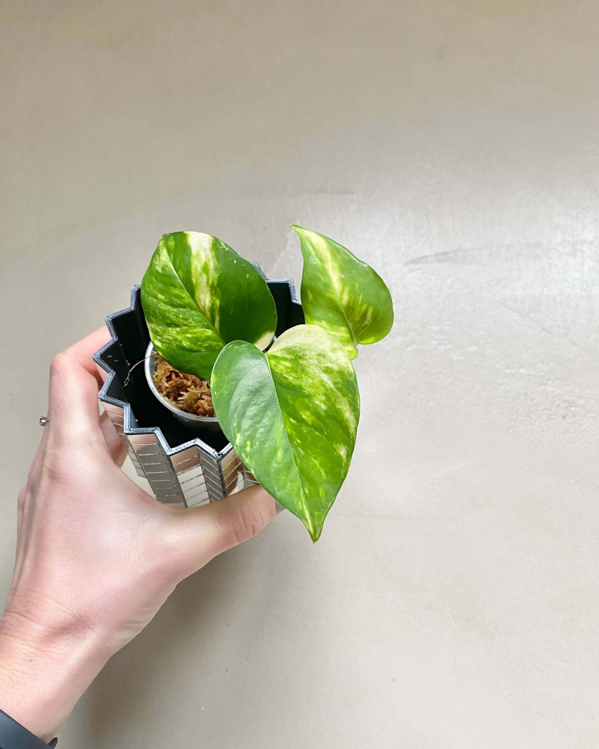 bouturer pothos eau Pothos Golden