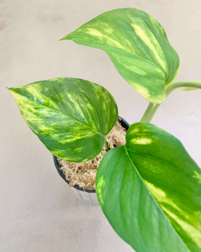 Bouture Pothos Golden - BelemBouture