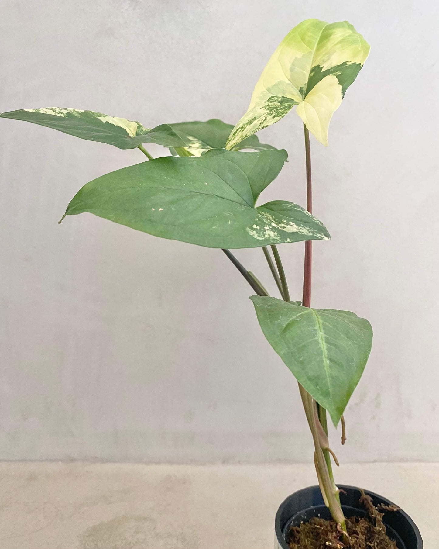 Syngonium Podophyllum Aurea - H:40cm, ø 12cm