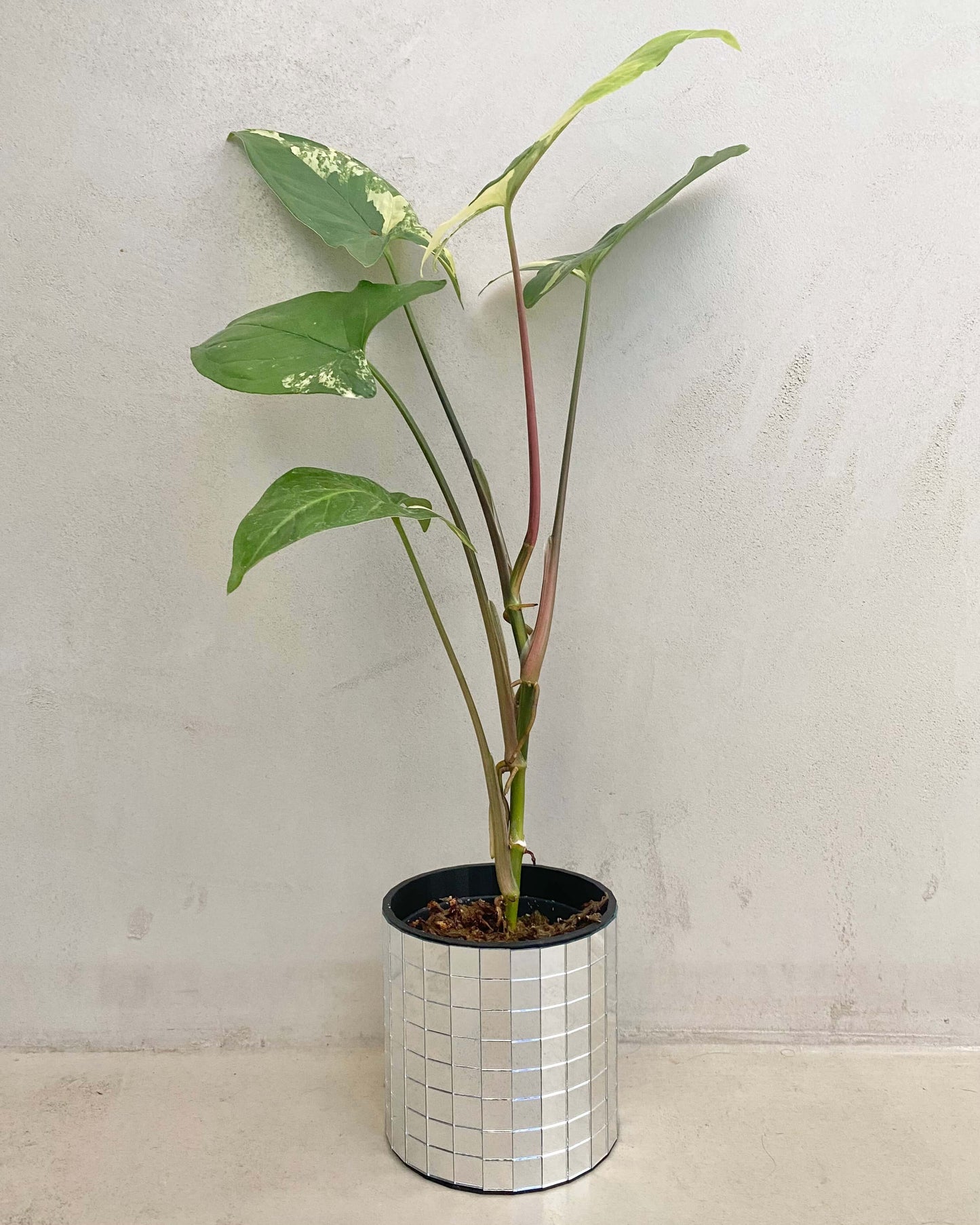 Syngonium Podophyllum Aurea - H:40cm, ø 12cm