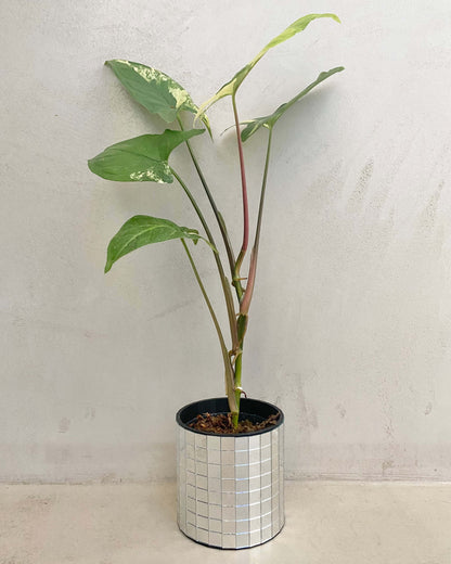 Syngonium Podophyllum Aurea - H:40cm, ø 12cm