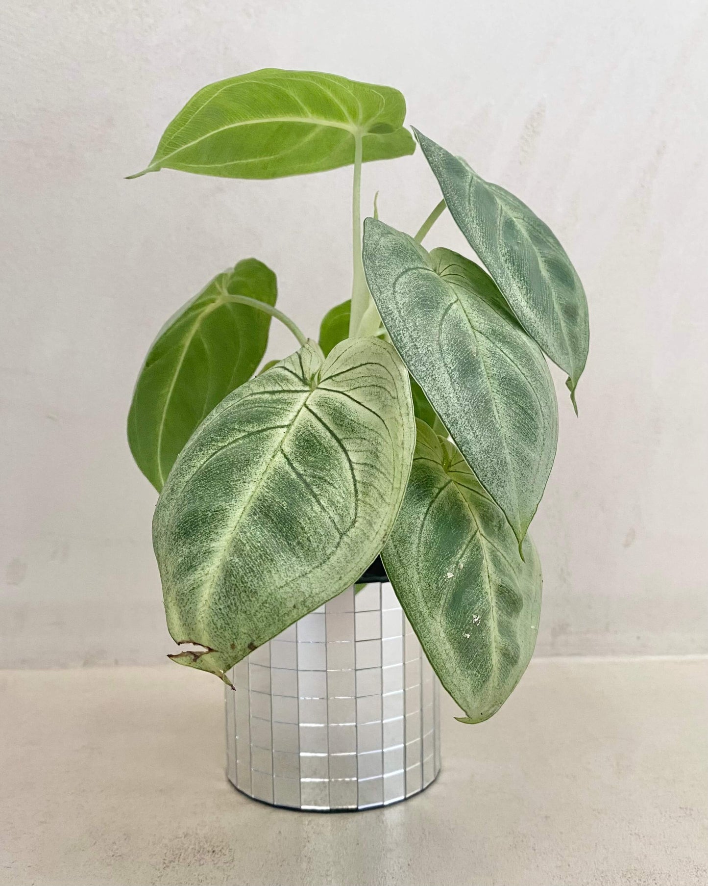 Syngonium Ice Frost