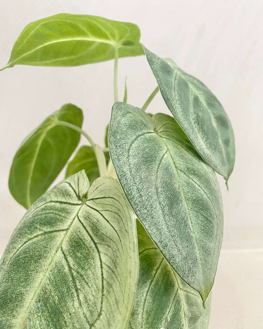 Syngonium Ice Frost
