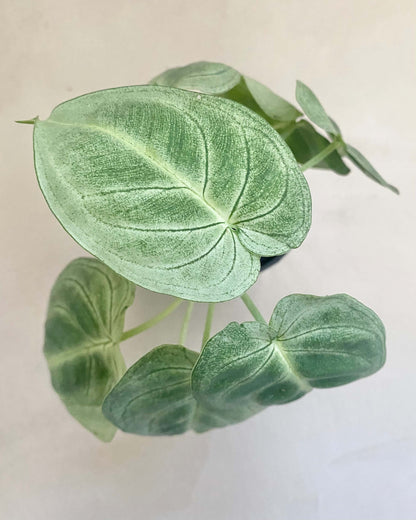 Syngonium Ice Frost