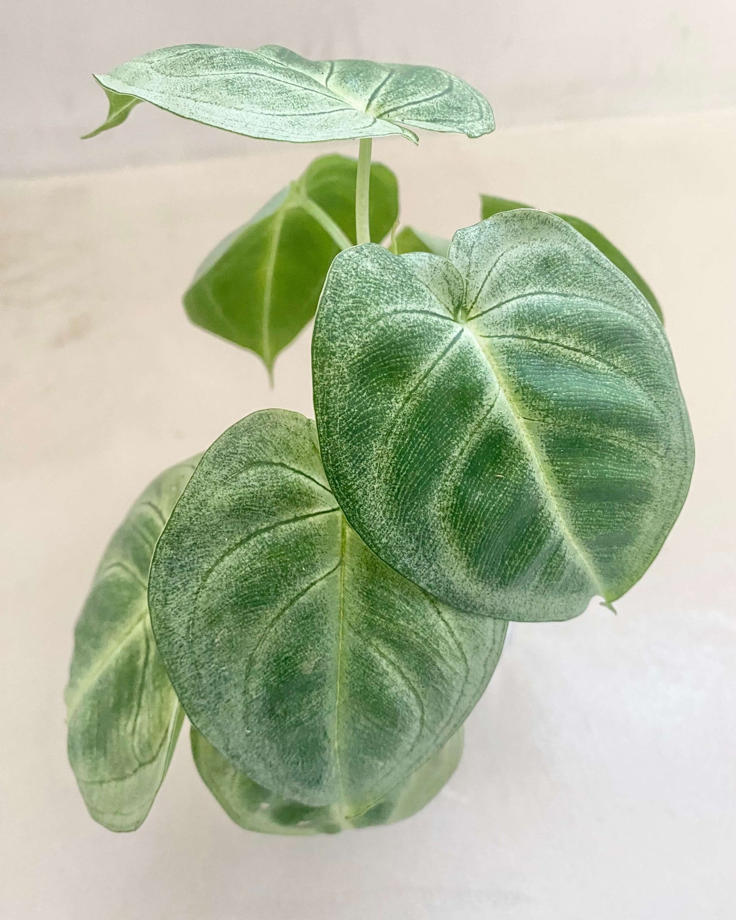 Syngonium Ice Frost