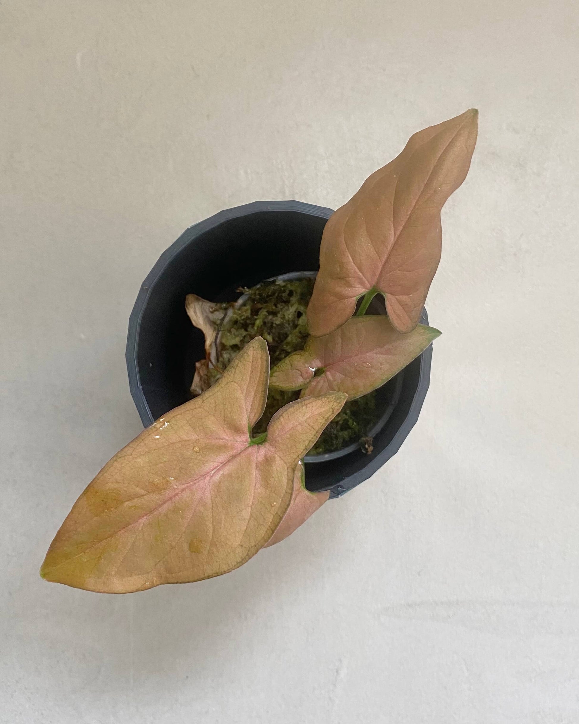 Syngonium Podophyllum Néon BelemBouture