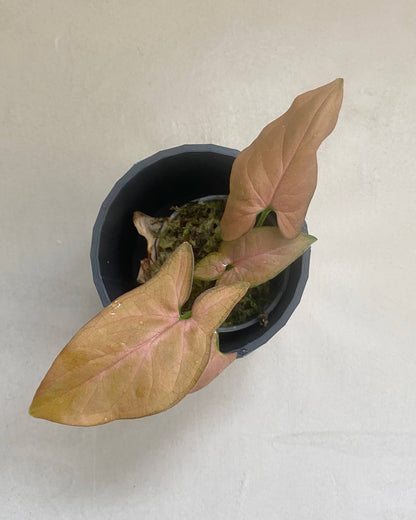 Syngonium Podophyllum Néon BelemBouture