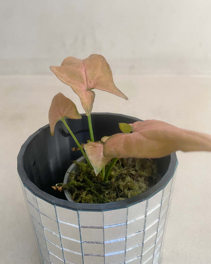Syngonium Podophyllum Néon BelemBouture