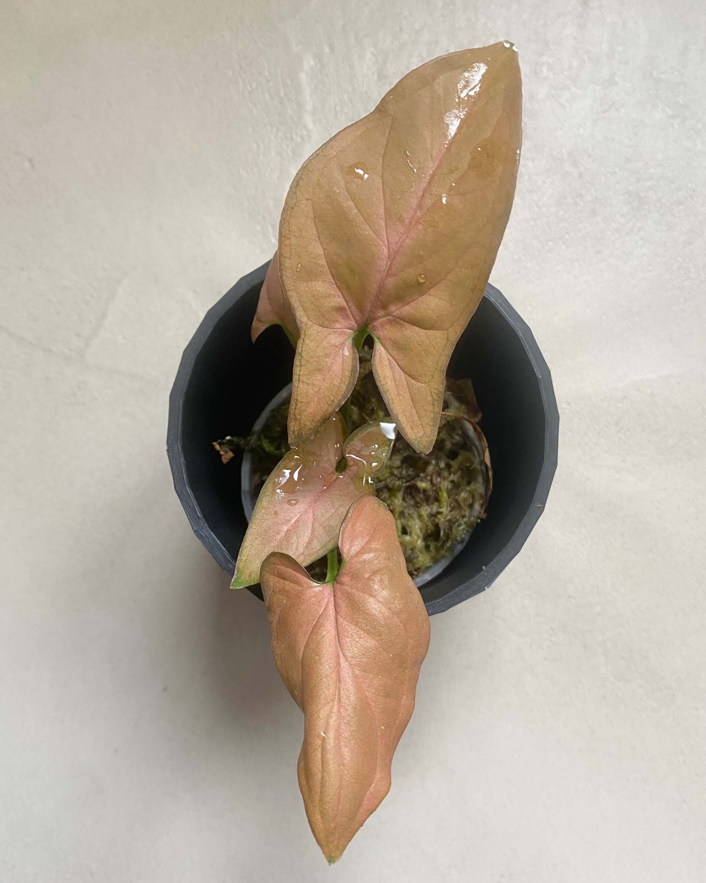 Syngonium Podophyllum Néon BelemBouture
