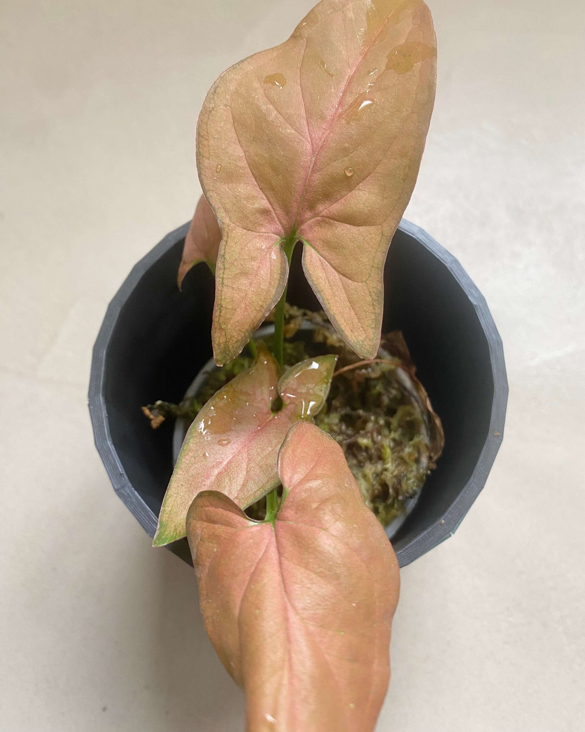 Syngonium Podophyllum Néon BelemBouture