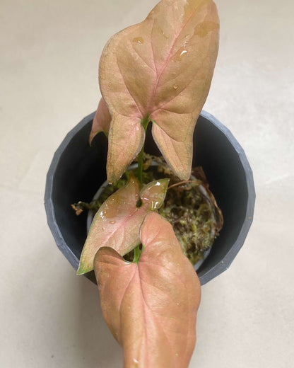 Syngonium Podophyllum Néon BelemBouture