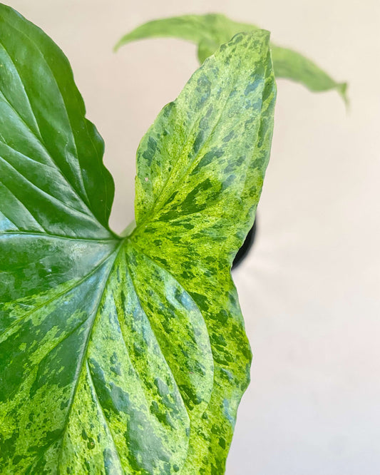 Bouture Syngonium Podophyllum Mottled Mojito